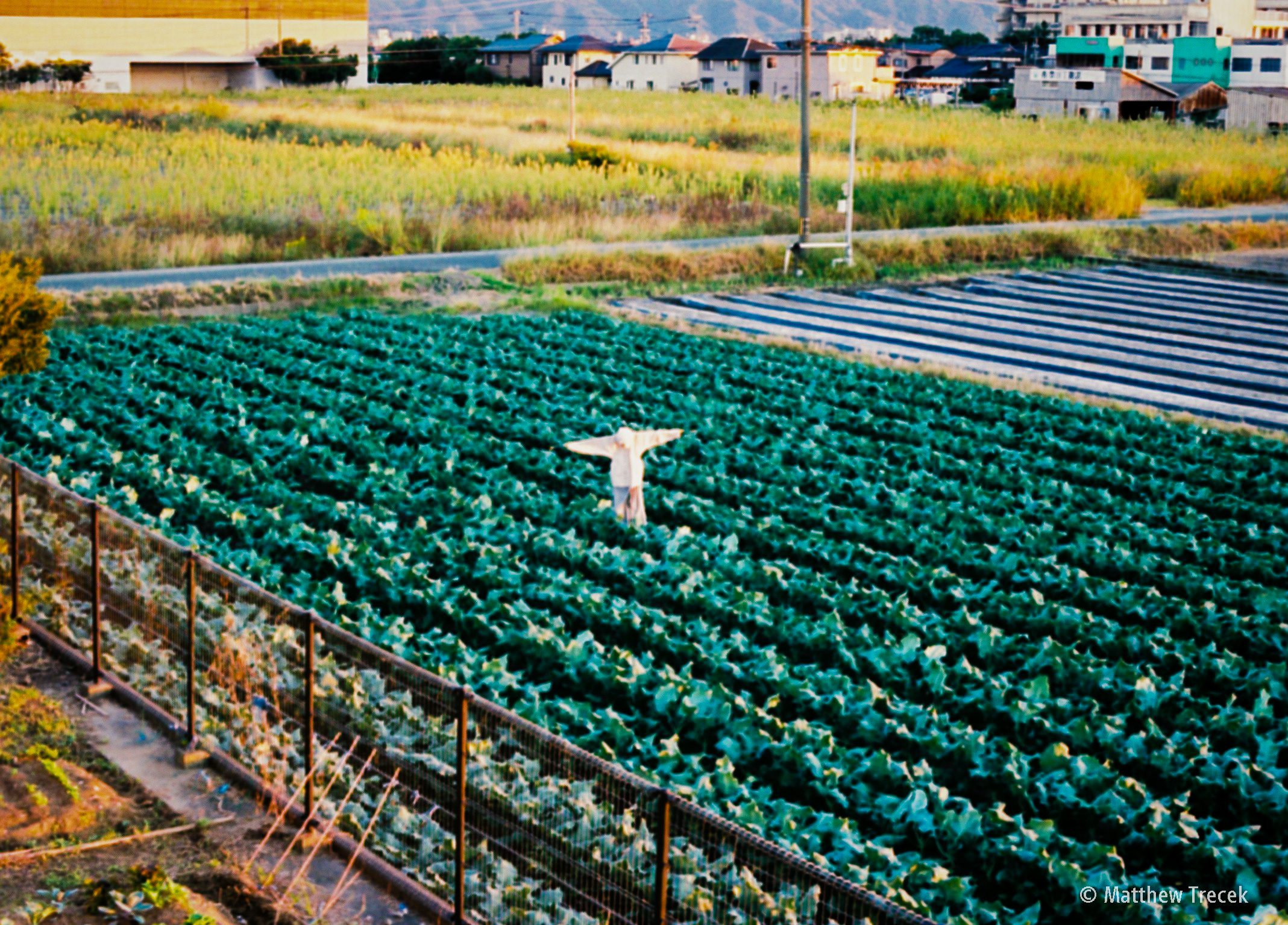 Scarecrow in the Cabbage Patch